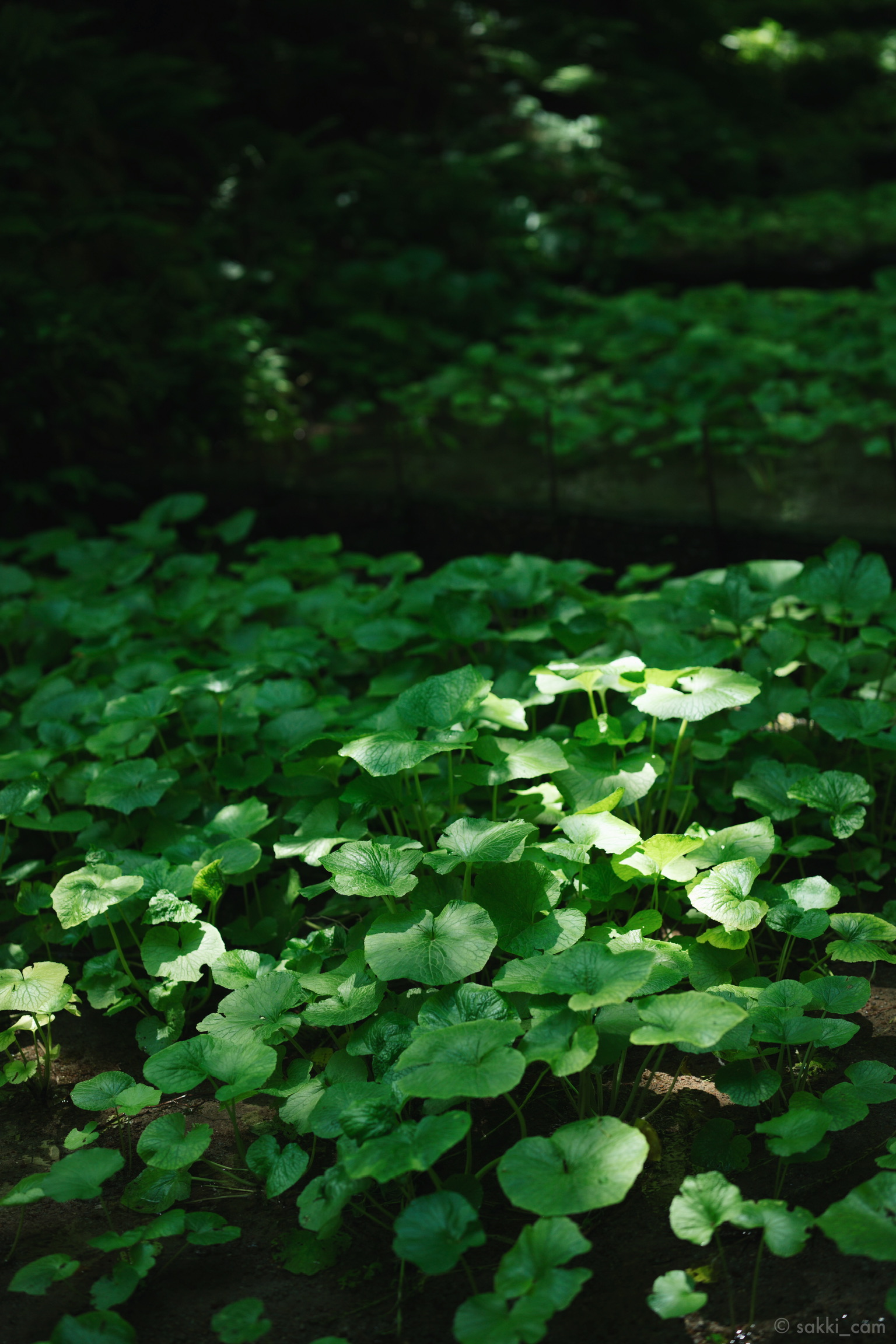 写真1