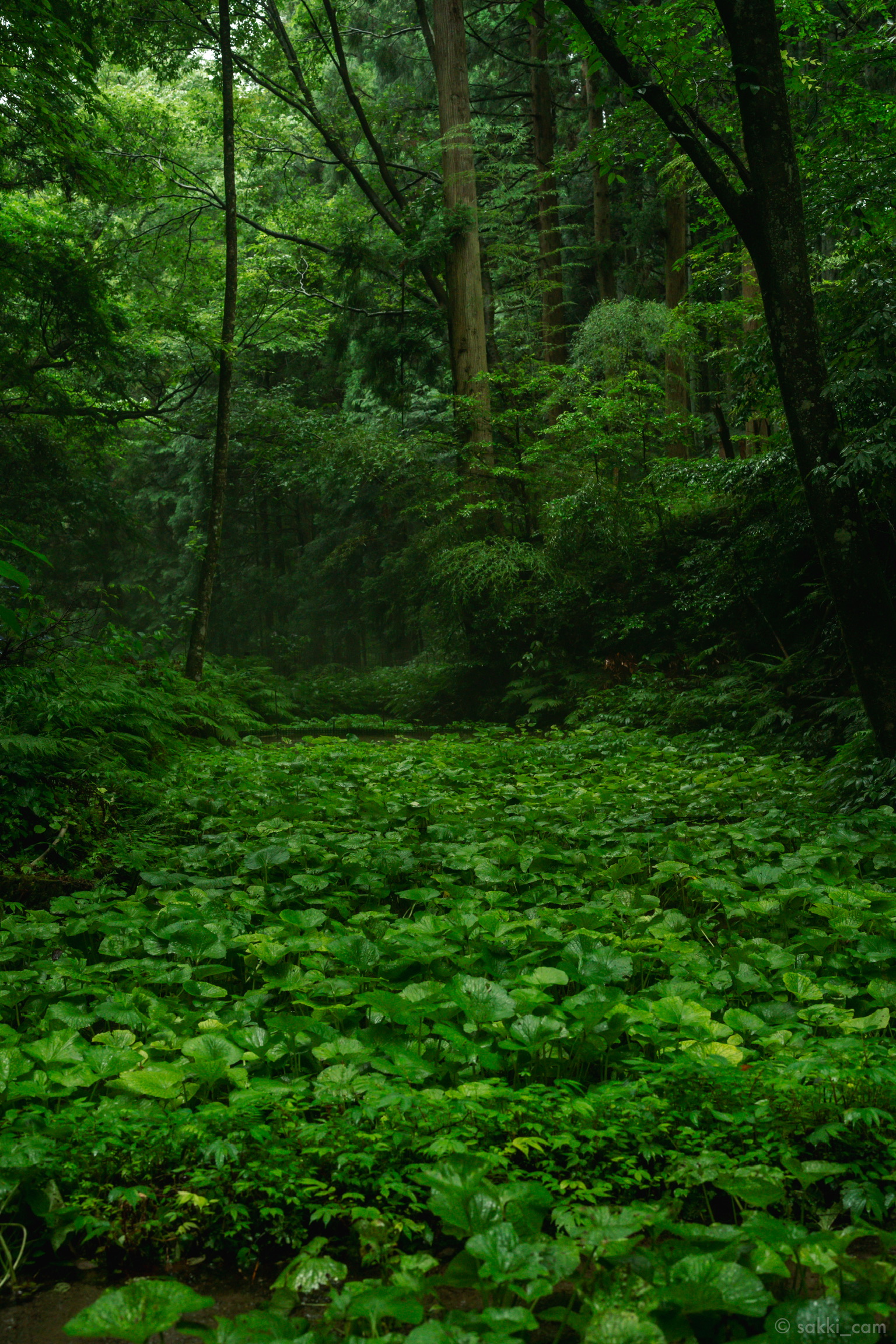 写真3