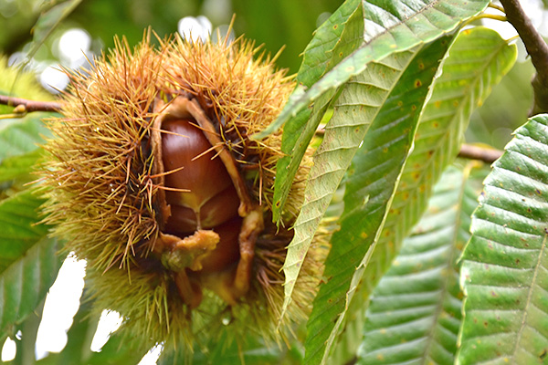 野間観光栗園（野間郷愛組合）の栗
