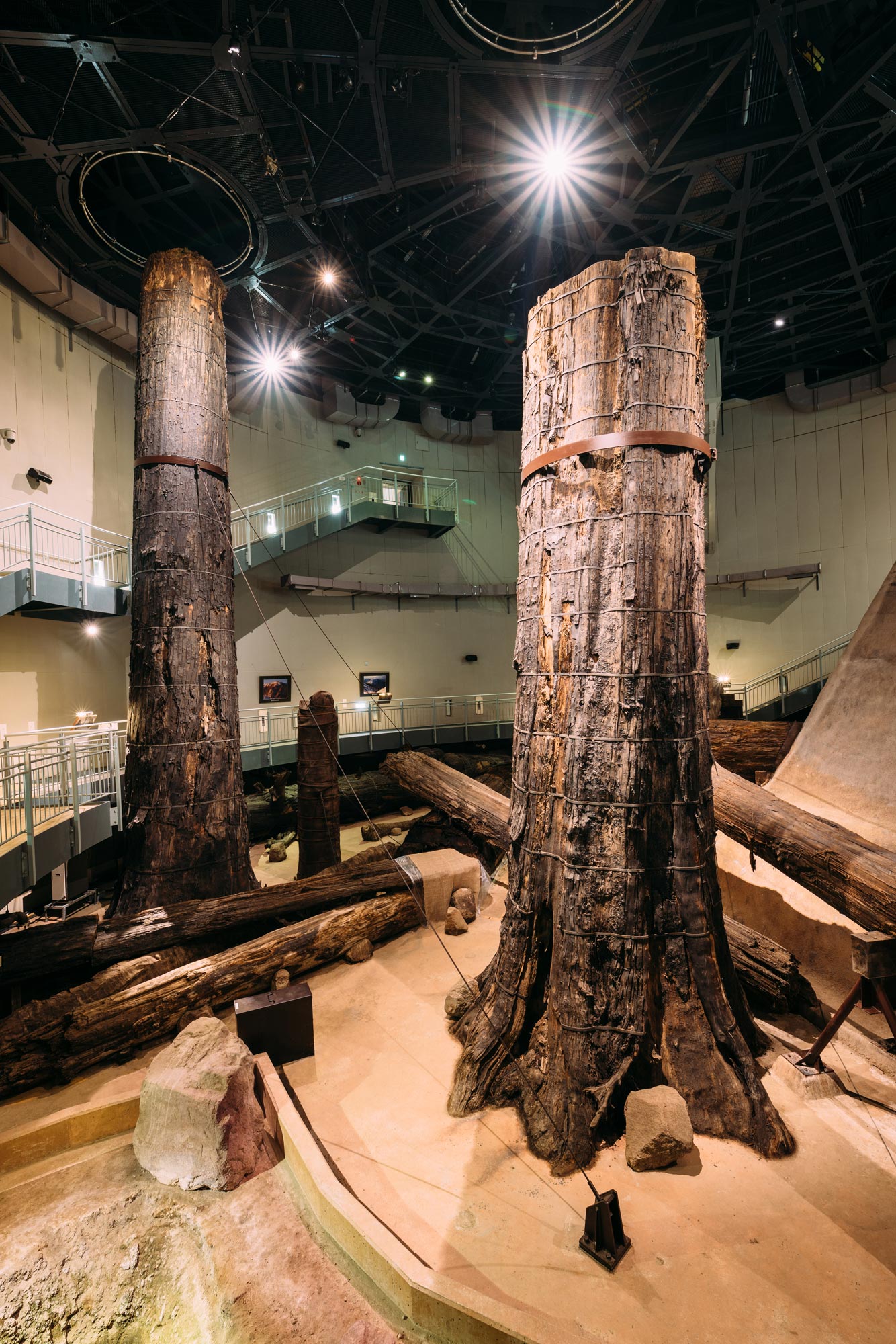 大迫力の小豆原埋没林
