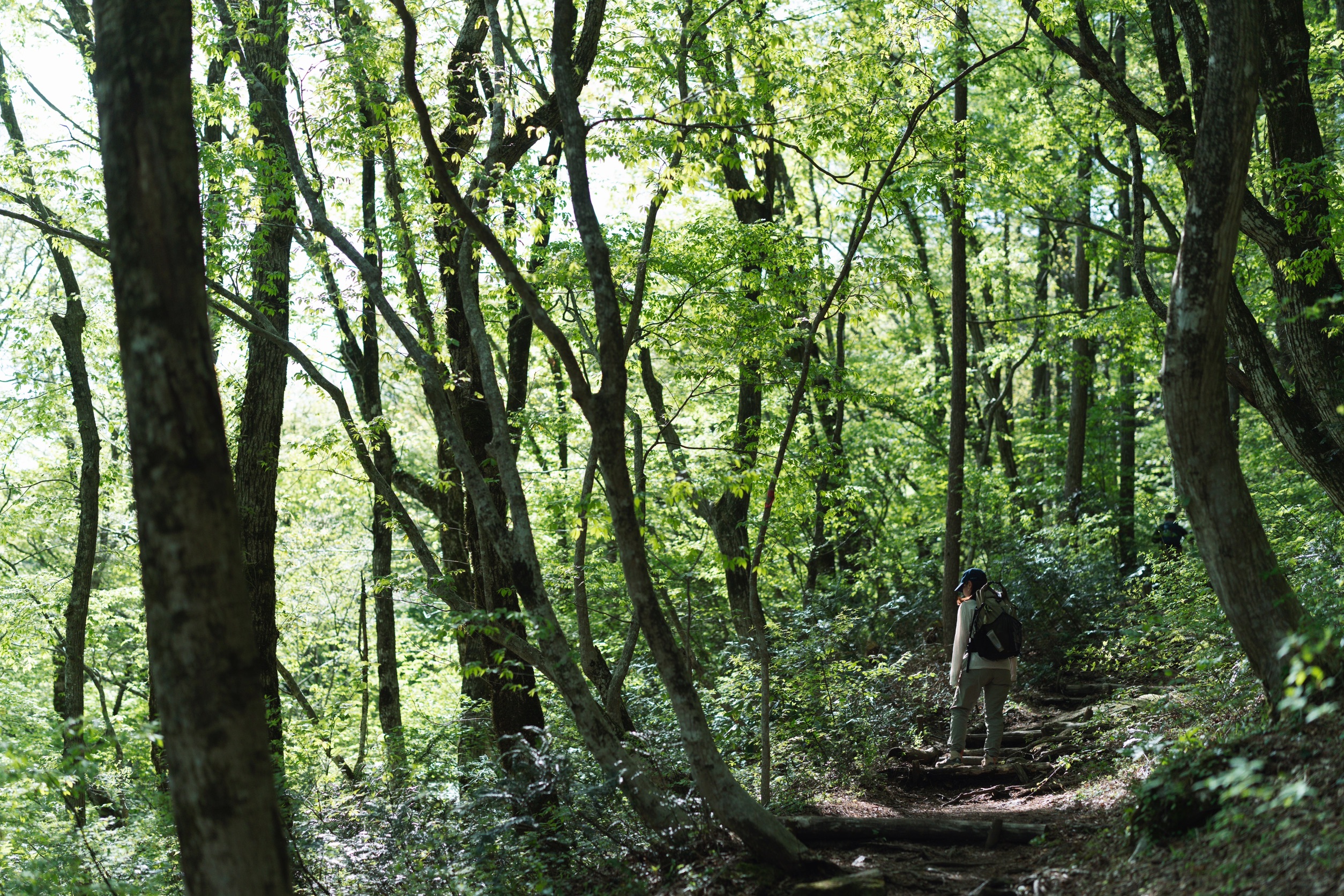 姫逃池から登る、新緑の道