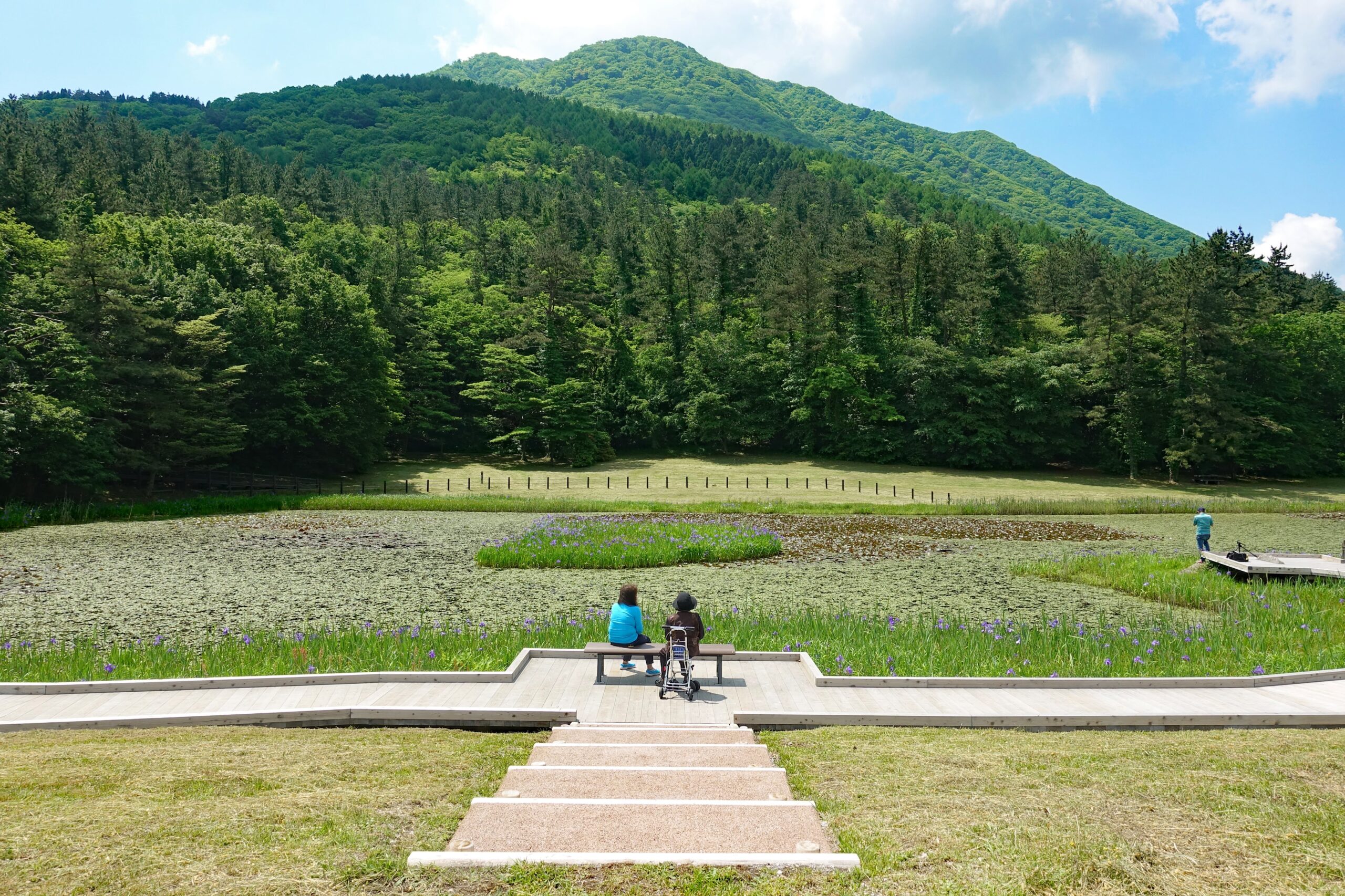 カキツバタ咲く姫逃池